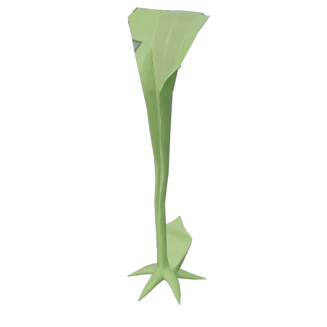 Sea Kelp Tall
