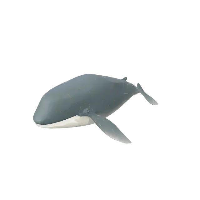 Sea Whale