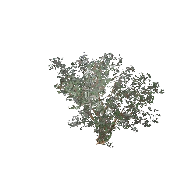 Street Tree