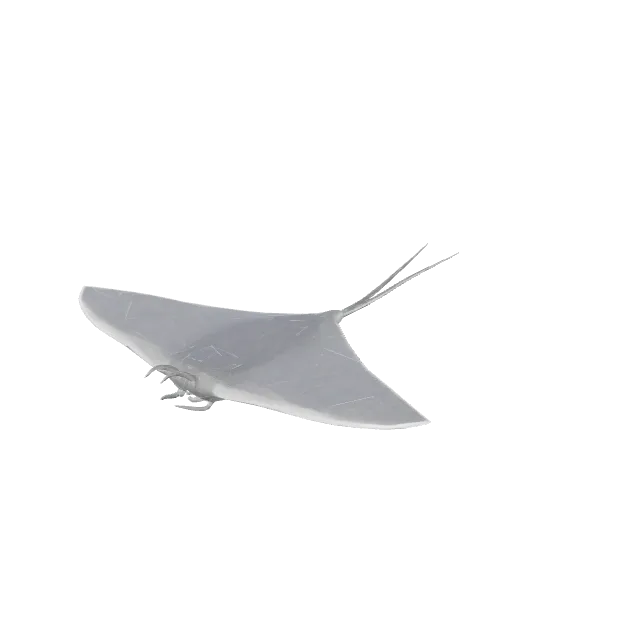 Sea Manta Ray