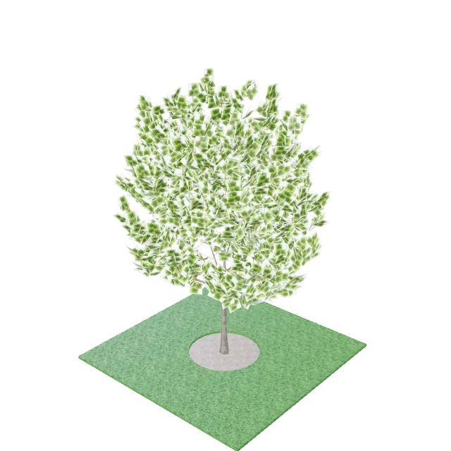 Maple Tree