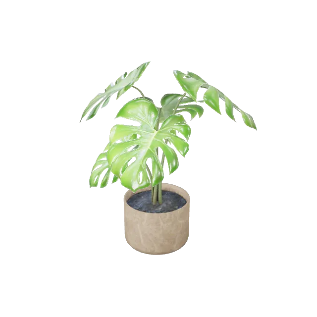 Flat Monstera