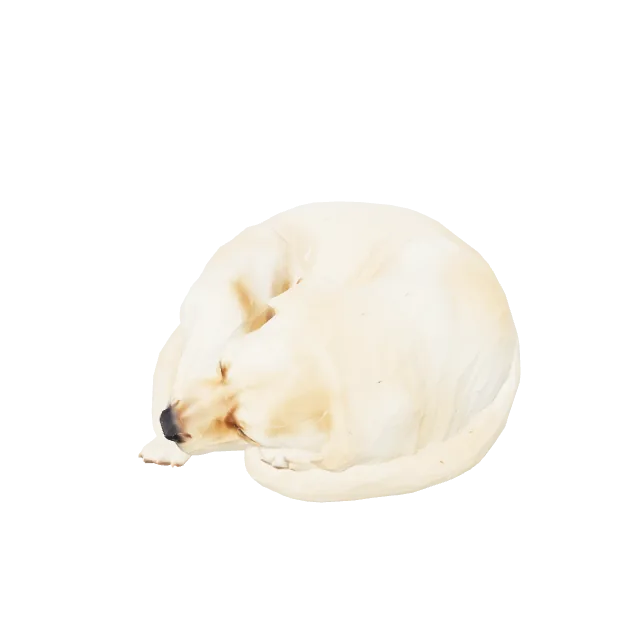 Dog Sleep